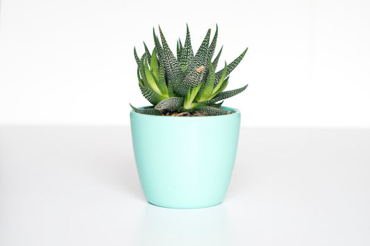 Premium Botanical Decor - Nordic Ribbed Ceramic Planters with Wooden Stand Display 1
