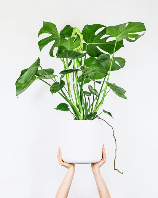 Premium Botanical Decor - Faux Monstera Deliciosa Swiss Cheese Plant Display 1